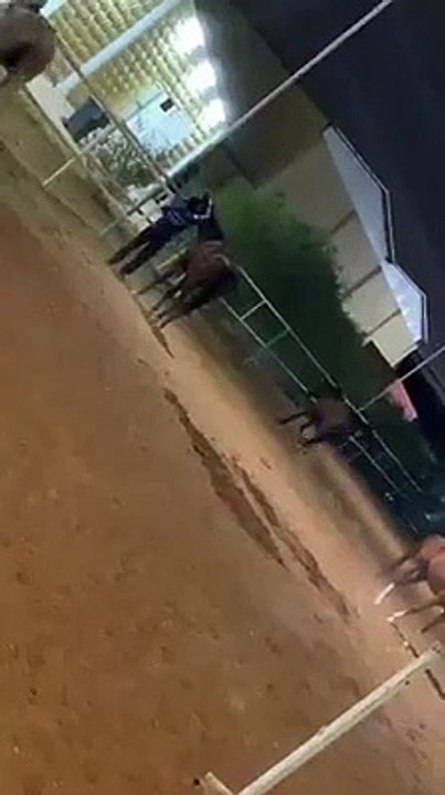 Beautiful Arab horses in abu Dhabi United Arab Emirates