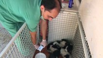Kuyuya düşen köpek yavrularını belediye ekipleri kurtardı - MERSİN