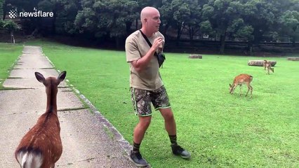 Deer-ly loved! Sacred animal gives man a kiss in Japanese park