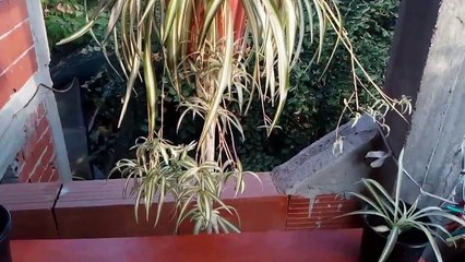 How to propagate spider plants (air cleaner)