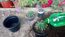 How to repotting cactus easter lily