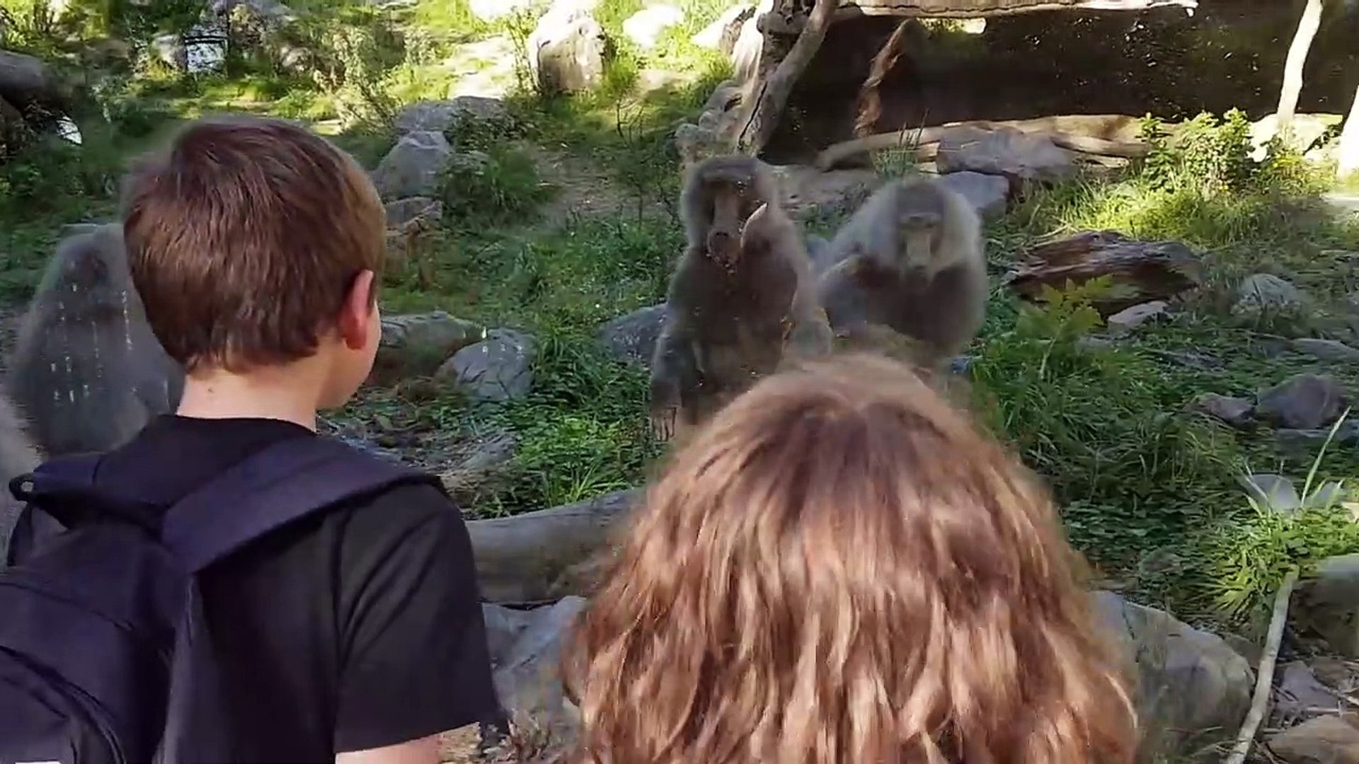 ⁣Funniest Pets & Animals of the Week | Funny Pet Videos