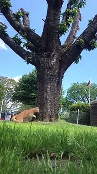 Jeu de cache cache entre un écureuil et un chat
