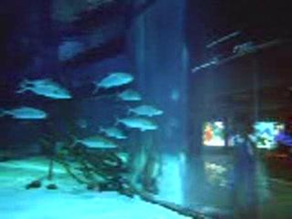 Shark Attack - this is hilarious