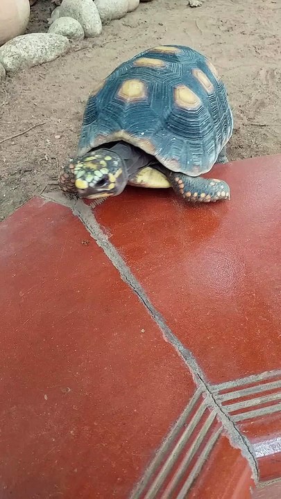 My Turtle Toy Toy