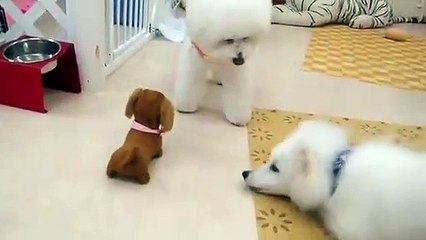 I am very happy about little dog Hana