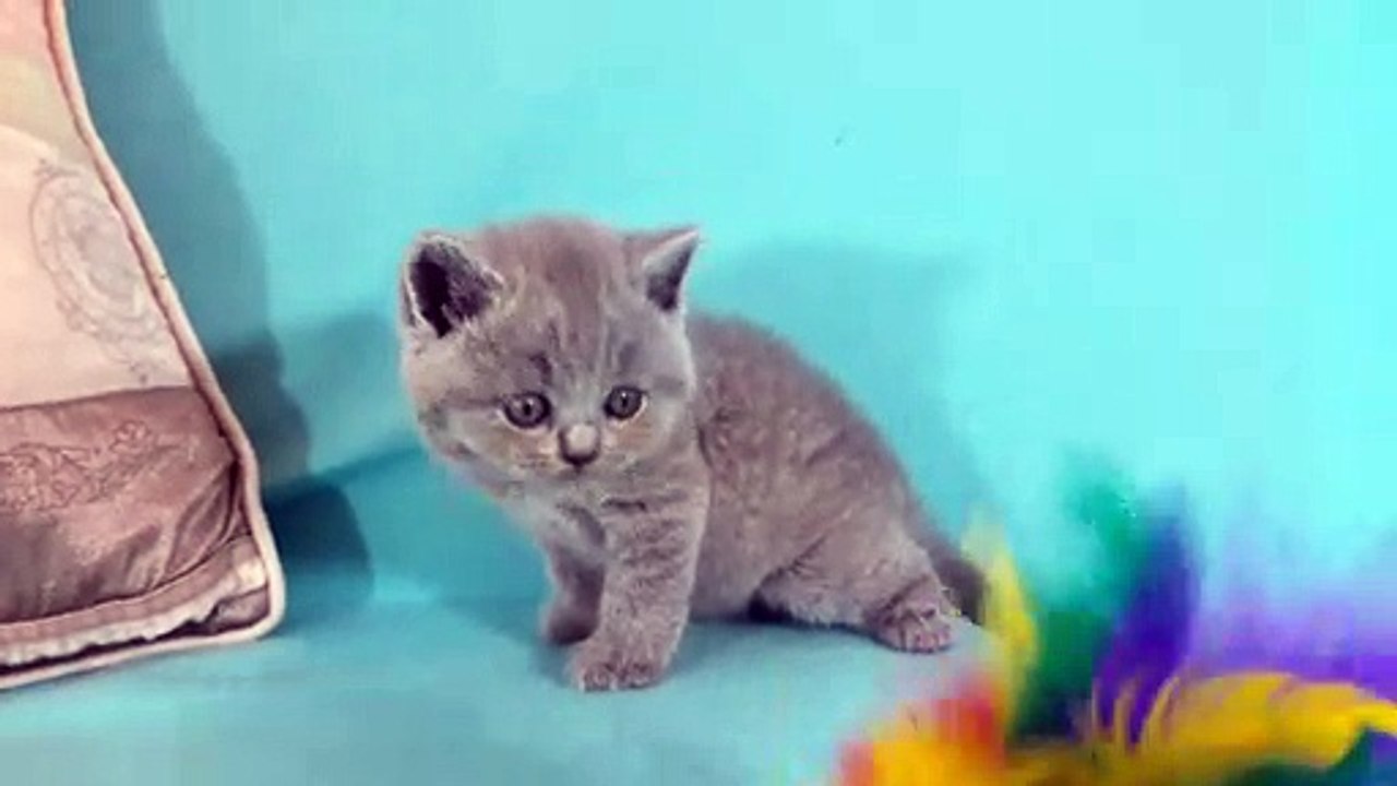 CHATON BRITISH SHORTHAIR