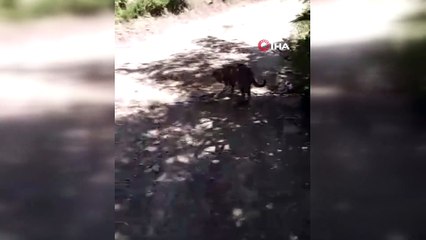 Kedinin yılanla oyunu kamerada