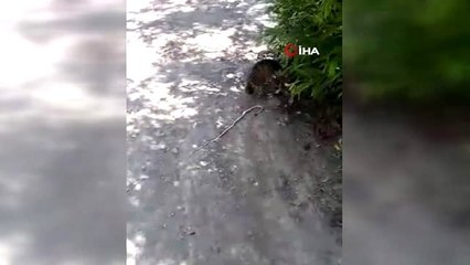 Kedinin yılanla oyunu kamerada