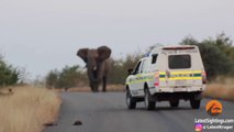 Un éléphant montre à une meute de lycaons qui est le chef