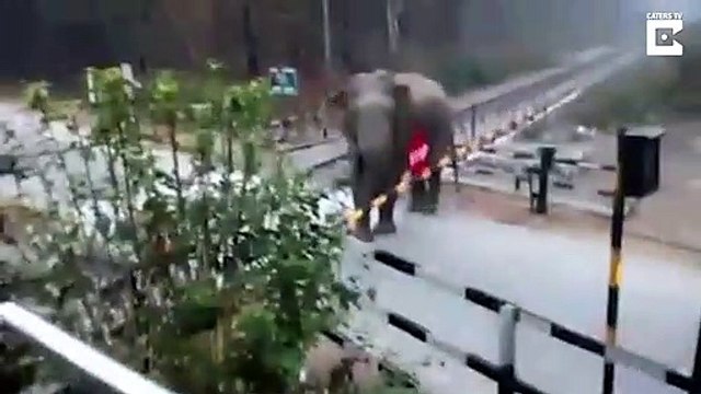 Cet éléphant soulève la barrière du passage à niveau et traverse la voie ferrée... même pas peur