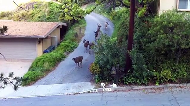 Un chat tombe sur cinq biches en pleine rue... Moment bizarre