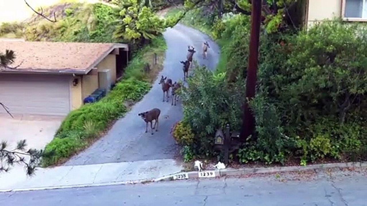 Un chat tombe sur cinq biches en pleine rue... Moment bizarre
