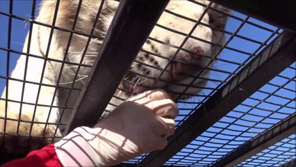 Lion feedings at Safari  Rancagua in Chile