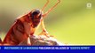 Las cucarachas se están volviendo más resistentes a los insecticidas