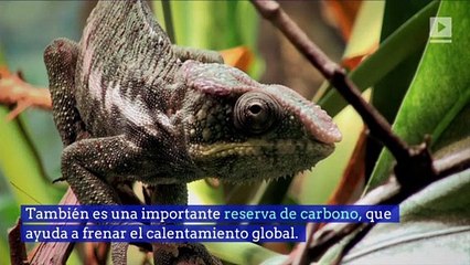 Amazonas: Se deforesta el equivalente a una cancha de fútbol por minuto