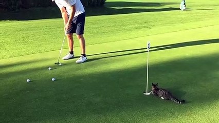 Hilarant : ce chat s'éclate sur un terrain de golf