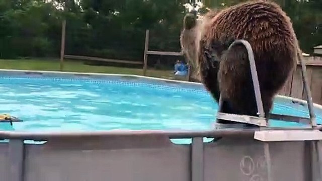 Cet ours se jette dans la piscine pour se rafraîchir