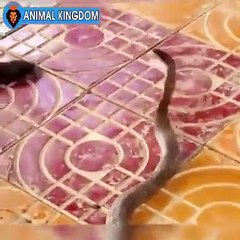 Brave Dog Play With Dangerous Snake To Protect Human