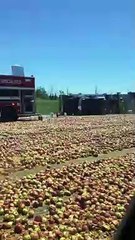 Un camion de pommes renversé