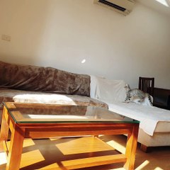 Cats Try and Catch the Sun