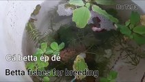 A pair of Betta fishes lay eggs, hatching over 100 animals