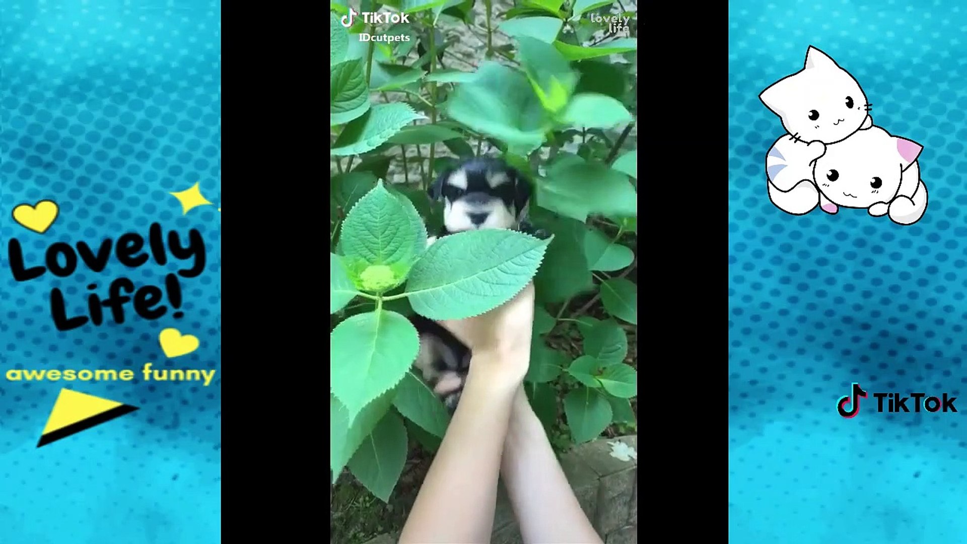⁣Awesome Pets on TikTok  Funny and Epic Pets Compilation  EP22  Lovely Life Vines