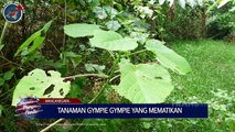 Dunia Punya Cerita -Tanaman Gympie Yang Mematikan