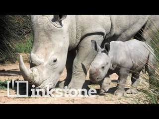 China reverses rhino and tiger ban, environmentalists are pissed