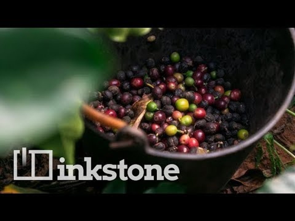 Is coffee taking over in China’s tea heartland?