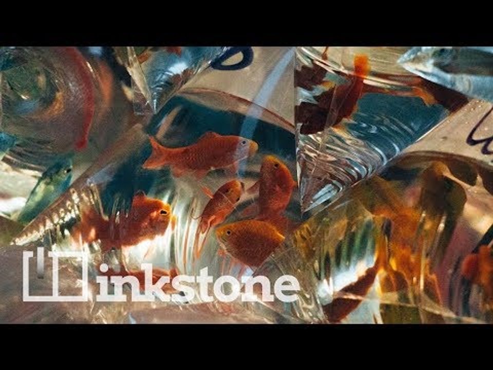 Hong Kong's famous goldfish market