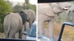 Deux éléphants se battent en plein milieu de la route