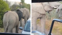 Deux éléphants se battent en plein milieu de la route