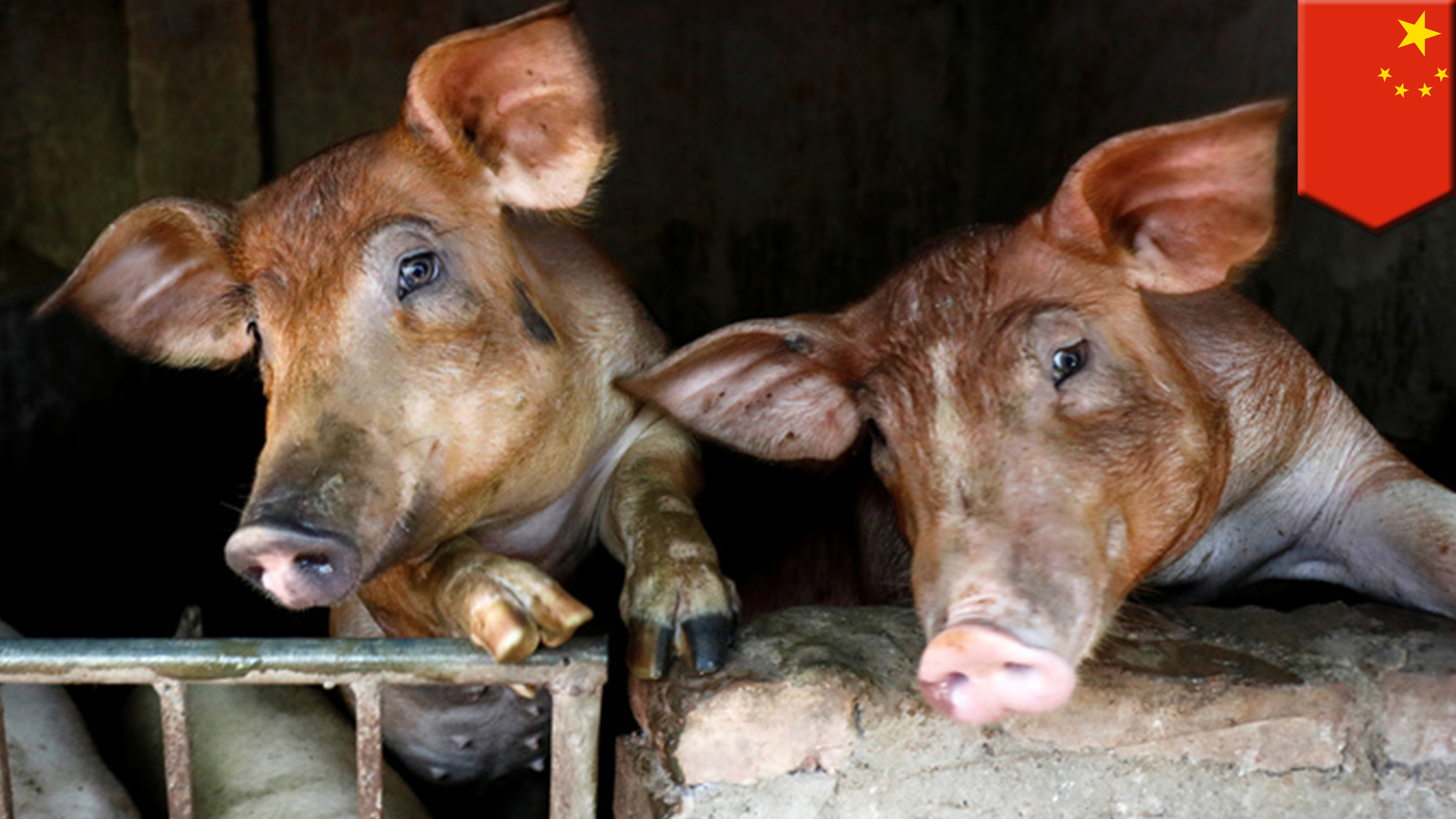 An explainer on African swine fever