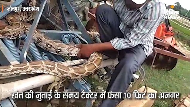 खेत की जुताई के समय ट्रैक्टर में फंसा 10 फिट का अजगर, चालक कूदकर भागा, सपेरे ने पाया काबू