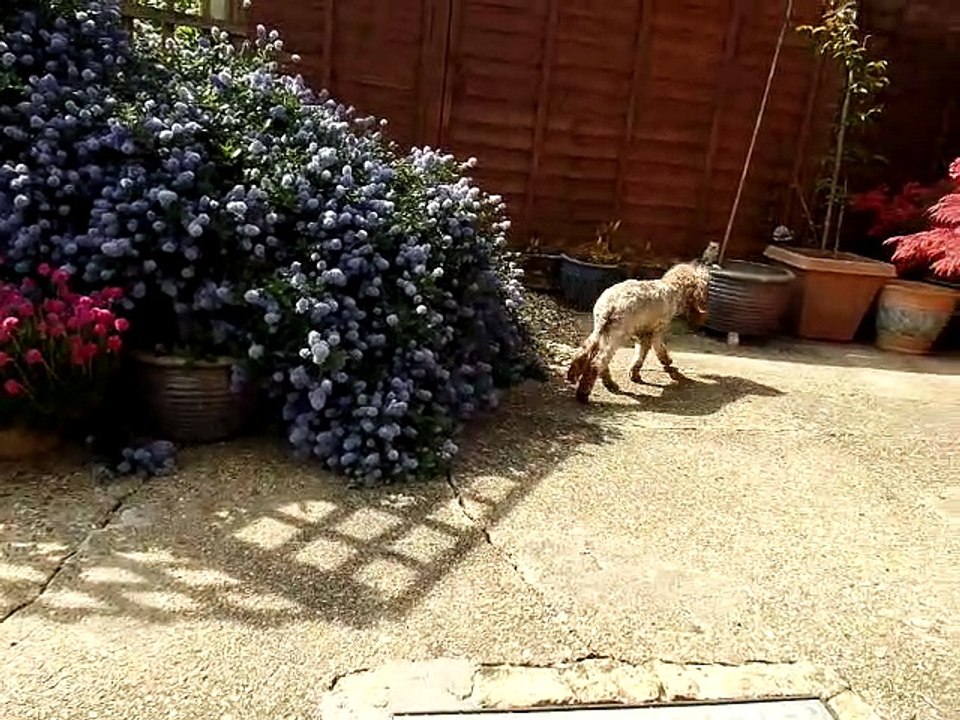 Bee annoying dog