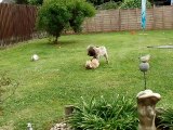 cockapoo dogs chasing each  other