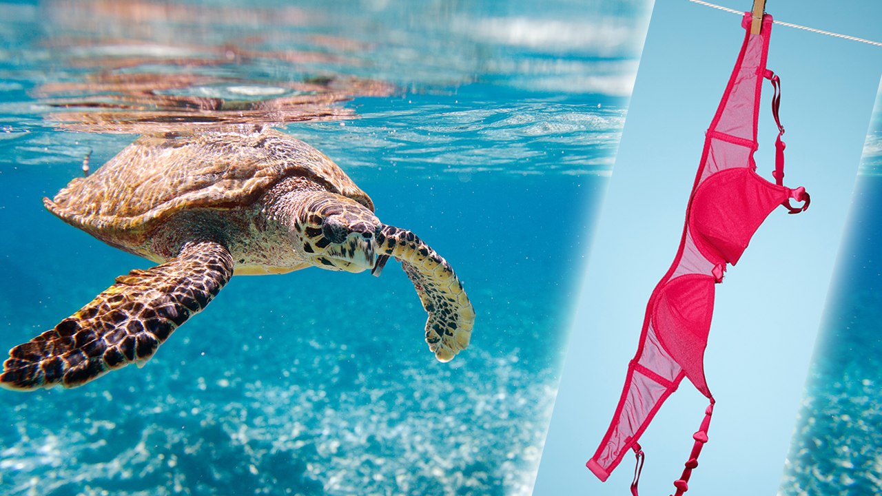 So helfen BHs verletzten Schildkröten