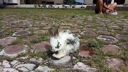 Kelinci yang pintar dan unik Animals