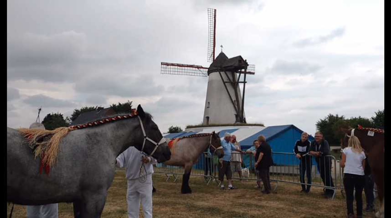 Un concours de chevaux de trait à la fête du moulin d'Ostiches