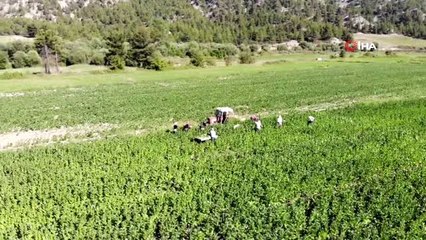 Ege'de tütün hasadı başladı