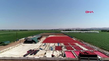 Şanlıurfalıların 'acı' telaşı başladı -1