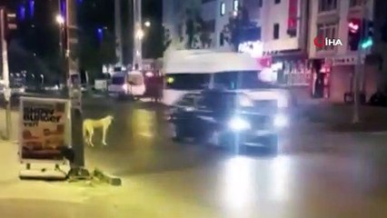 Esenyurt'ta kırmızı ışıkta bekleyen köpek şaşırttı