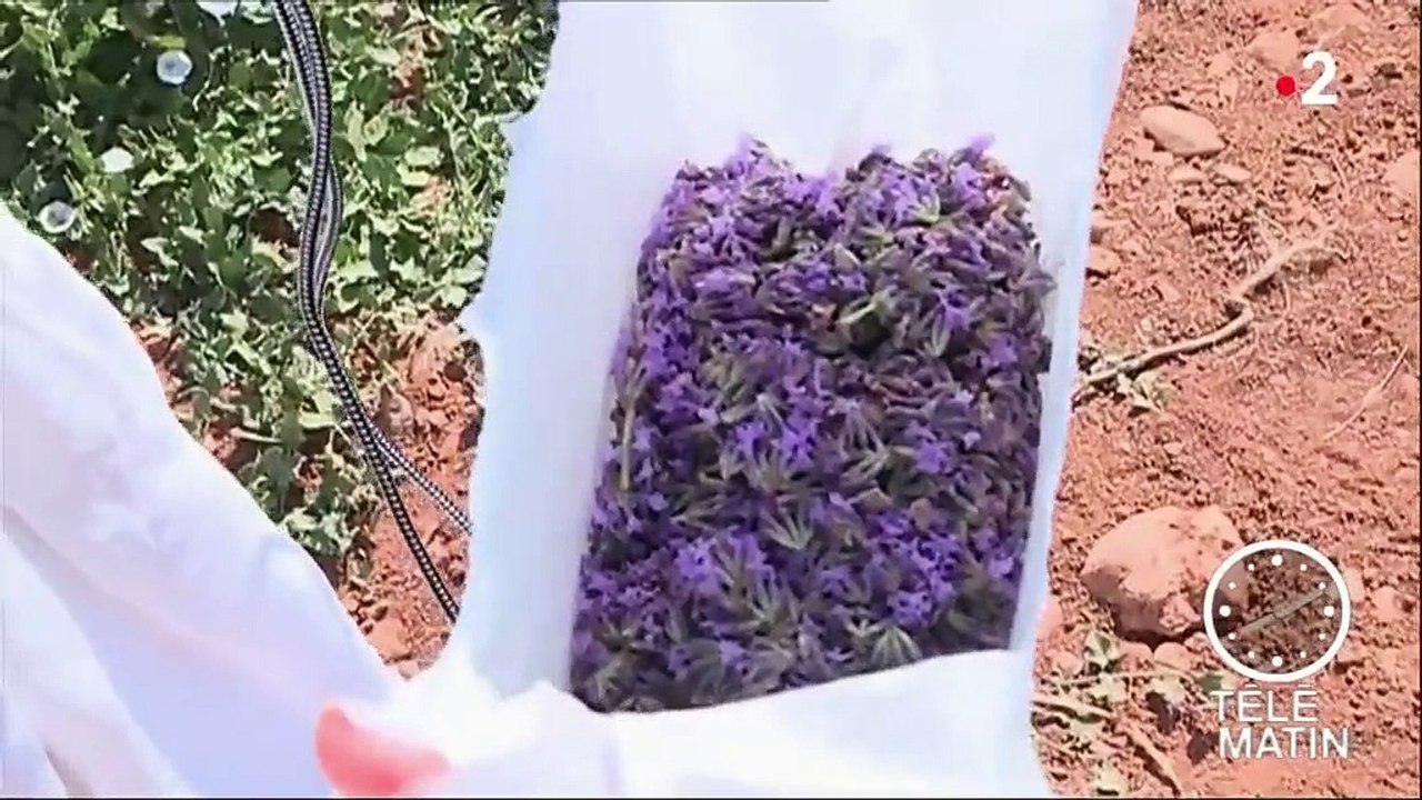 Environnement : quand le tourisme met à mal les champs de lavande