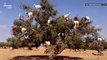 Watch Goats in Morocco Climb Trees Way Better Than You Can