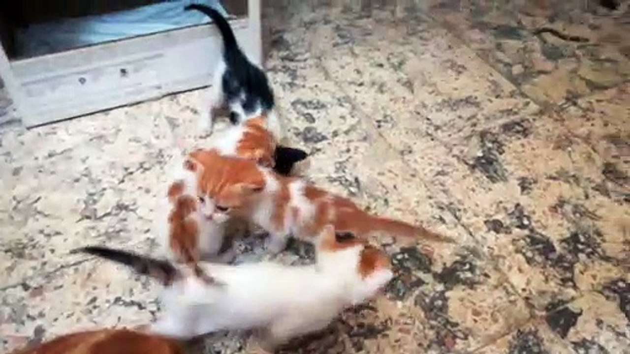 One Month Old Kitties Wake Up Out Side Home