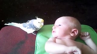 طائر الاحلام يغني للطفل لينام