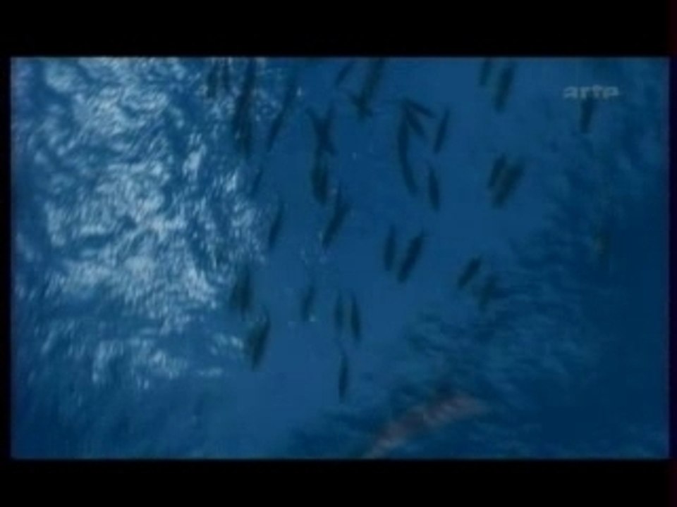 Monstres des profondeurs (1 sur 3)