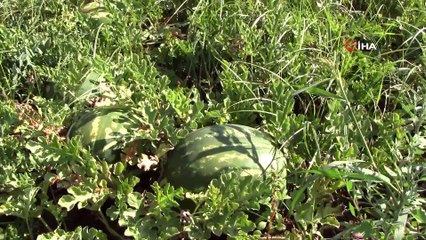 Karacabey’de karpuz hasadı başladı