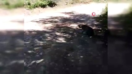 Kedinin yılanla oyunu kamerada